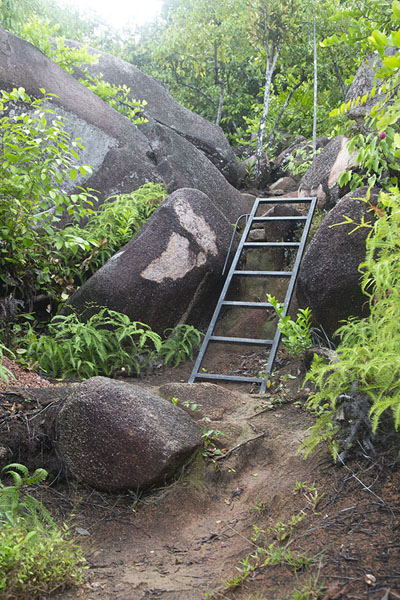 Picture of Steep section with a ladder on the slopes of Nid d'Aigle on La DigueLa Digue - Seychelles