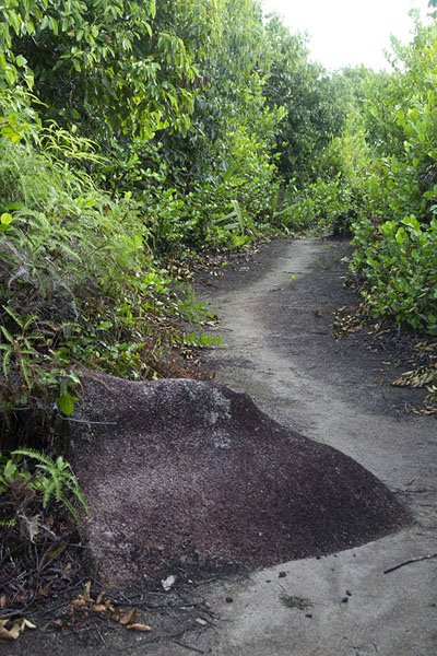Picture of Trail lined by trees on the slopes of the highest hills of La DigueLa Digue - Seychelles