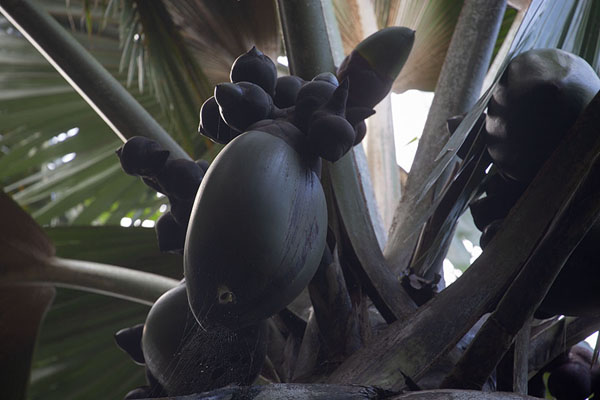 Picture of Bunch of coco de mer nuts in a female tree in Vallée de Mai