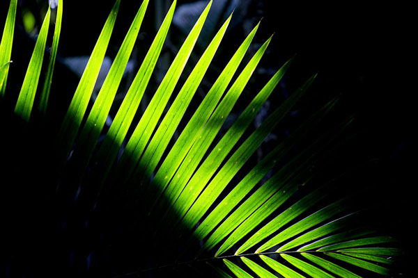 Picture of Play of shadow and light on a leaf in Vallée de MaiVallée de Mai - Seychelles