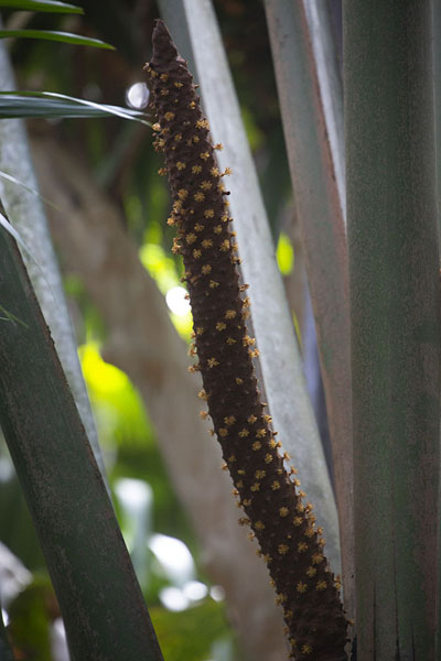 Close-up of a male coco de mer tree in Vallée de Mai | Vallée de Mai | Seychelles