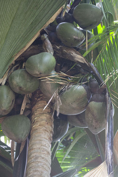 Picture of Coco de mer in the top of one of the hundreds of trees in Vallée de Mai