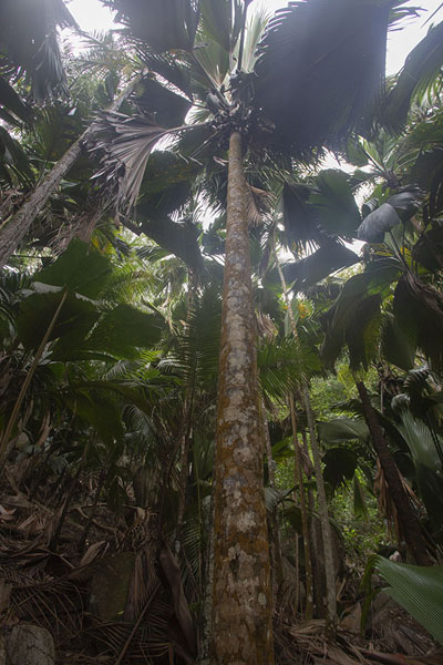 Picture of Female coco de mer tree in Vallée de Mai