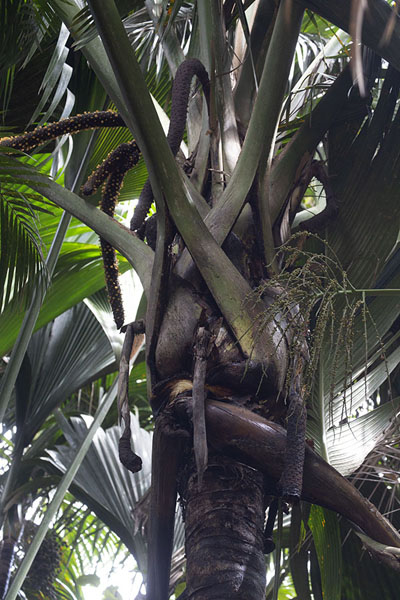 Picture of Male coco de mer tree in the Vallée de Mai in close-up