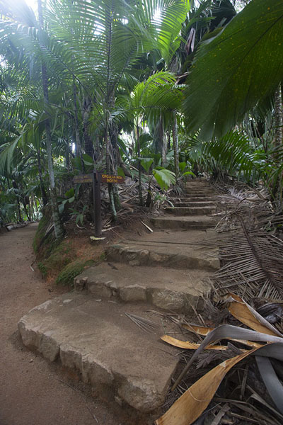 Picture of Vallée de Mai (Seychelles): One of the trails through the reserve of Vallée de Mai