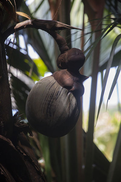 Picture of Close-up of a female nut of the coco de mer, the largest nut on our planet