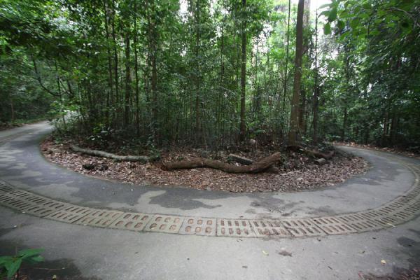 Picture of Curve of main path leading through Bukit Timah - Singapore - Asia