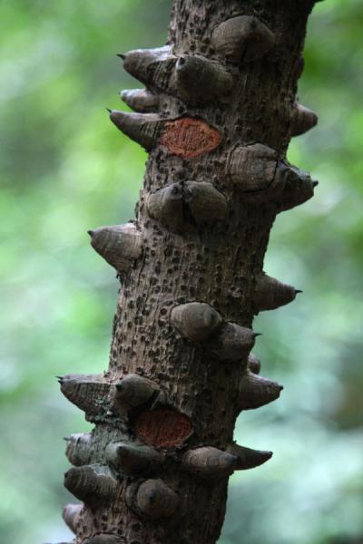 Foto van Close-up of a tree trunk in Bukit Timah - Singapore - Azië