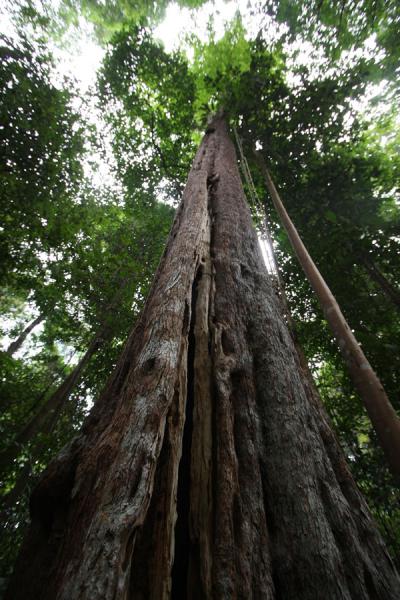 Foto de Merombong tree with oblong holes in its trunk - Singapur - Asia