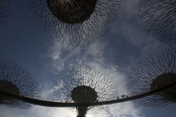 Looking up the Skywalk and the Supertrees in the Supertree Grove | Gardens by the Bay | Singapore