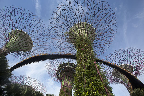 Man-made and flowers-covered Supertrees with Skywalk | Gardens by the Bay | Singapore