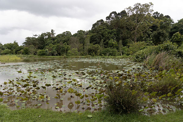 Photo de Small lake with waterlilies on Pulau UbinPulau Ubin - Singapour