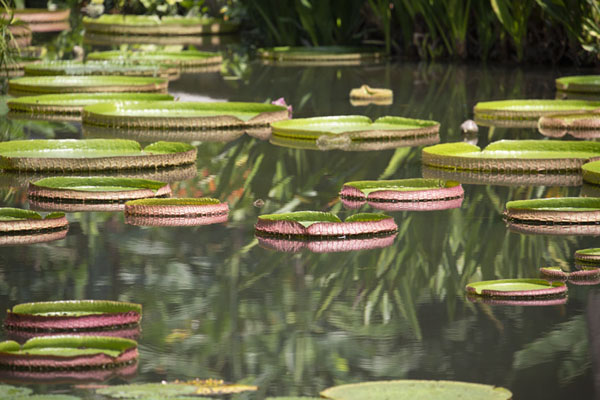 Picture of Singapore Botanic Gardens (Singapore): Symphony Lake with water lily leaves