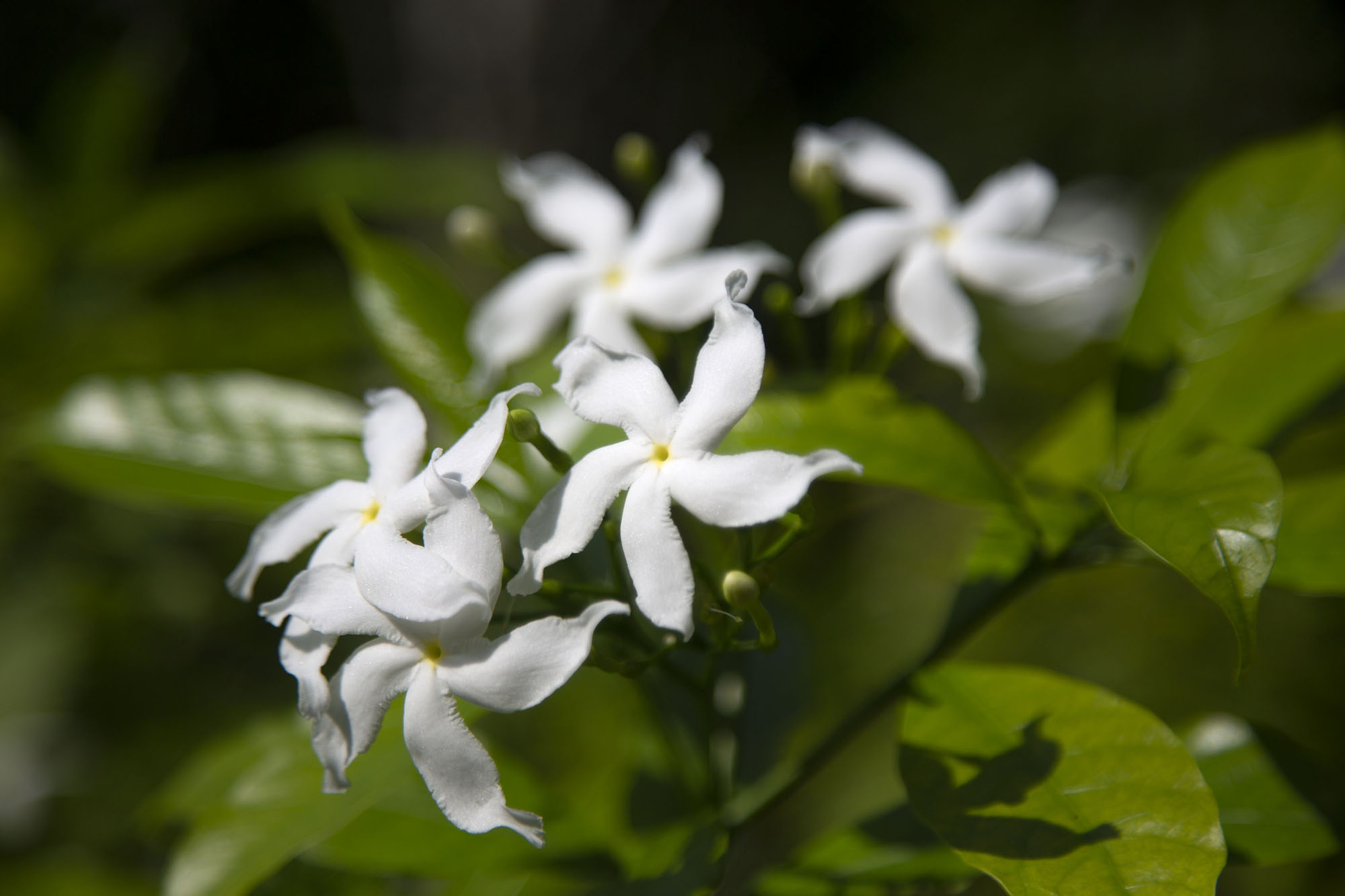 Foto van White milkwood pinwheel flowers are commonly seen in the botanic gardens - Singapore - Azië