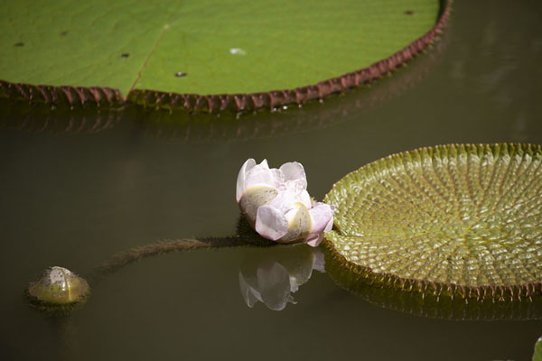 Victoria Regia water lily in the Symphony Lake | Singapore Botanic Gardens | Singapore