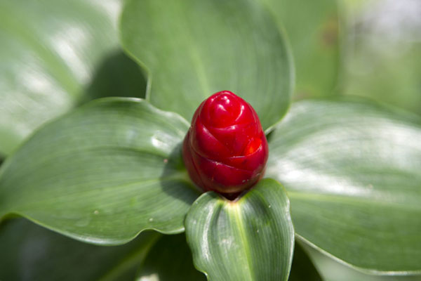 Picture of Singapore Botanic Gardens (Singapore): Young ginger lily