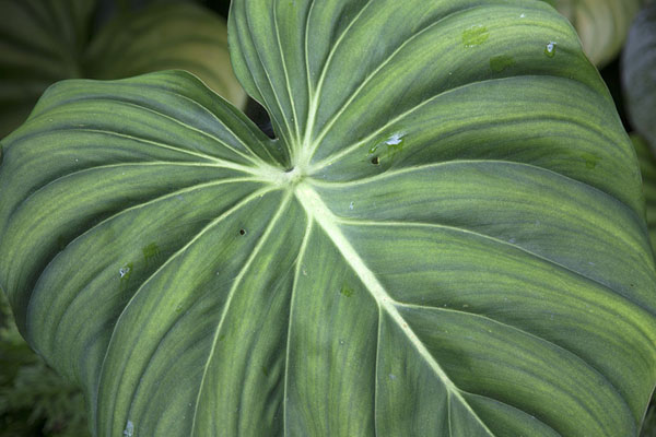 Shades of green on a giant leaf on one of the trails on Southern ridge | Southern ridges | Singapore