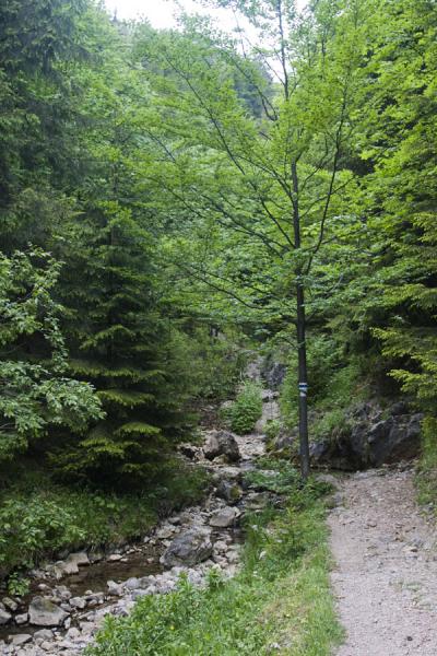 Foto van One of the many trails in Slovak Paradise or Slovenský Raj - Slowakije - Europa