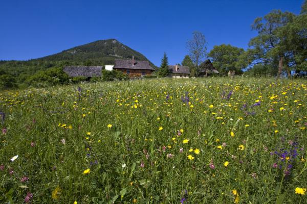 Picture of Vlkolínec (Slovakia): Wooden houses of Vlkolínec with flowers in the grass in the foreground