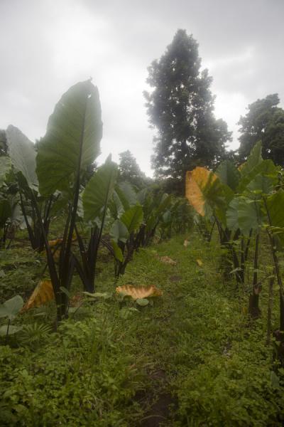 Picture of Kolombangara climb (Solomon Islands): Banana plantation with the Kolombangara trail