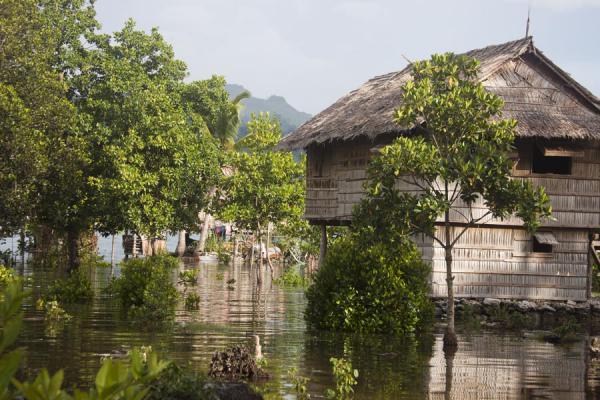 Foto van Typical house and trees in the village of LilisianaLilisiana - Salomonseilanden