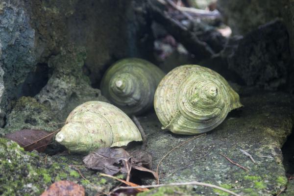 Conch shells used for signalling in a niche on the shrine of Skull Island | Skull island | Solomon Islands