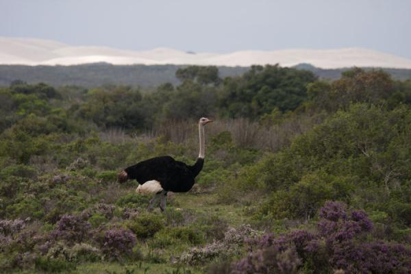 Picture of Ostrich walking in the fynbos with the high sand dunes in the background