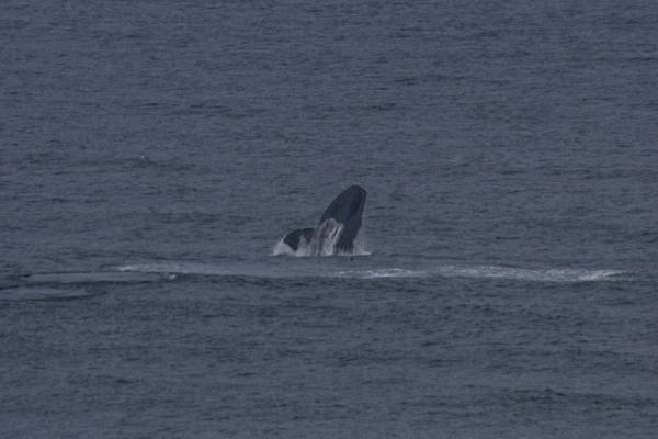 Picture of De Hoop Nature Reserve (South Africa): Whale just off the coast of De Hoop Nature Reserve near Koppie Alleen