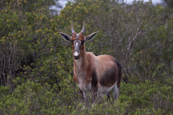 Picture of Patiently waiting bontebok in De Hoop Nature Reserve