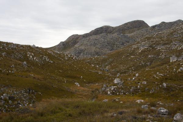 Picture of Mountain covered by fynbos in Hottentots Holland reserve - South Africa - Africa