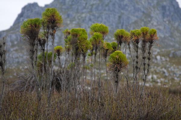 Foto van Green plants in Hottentots Holland reserve - Zuid Afrika - Afrika