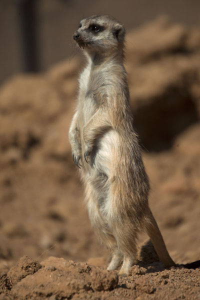 Picture of Meerkat in the Lion ParkLanseria - South Africa