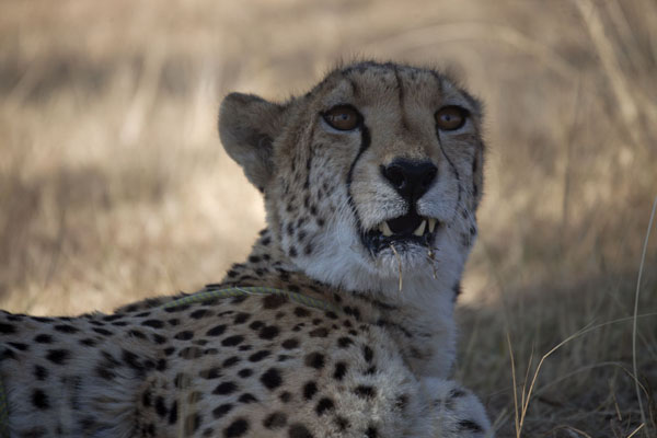 Picture of The head of Shitana, the female cheetah in the parkLanseria - South Africa