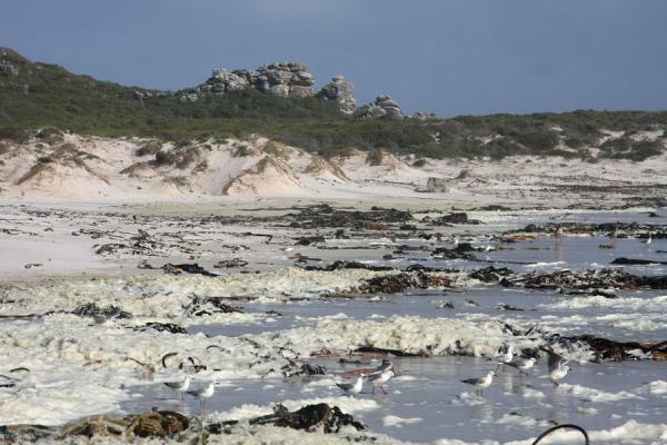 Picture of Thomas T. Tucker trail (South Africa): Part of the beach at the Thomas T. Tucker trail