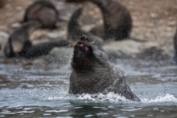Picture of Esenhul (South Georgia and South Sandwich Islands): Getting rid of water: an elephant seal shaking its head at Esenhul