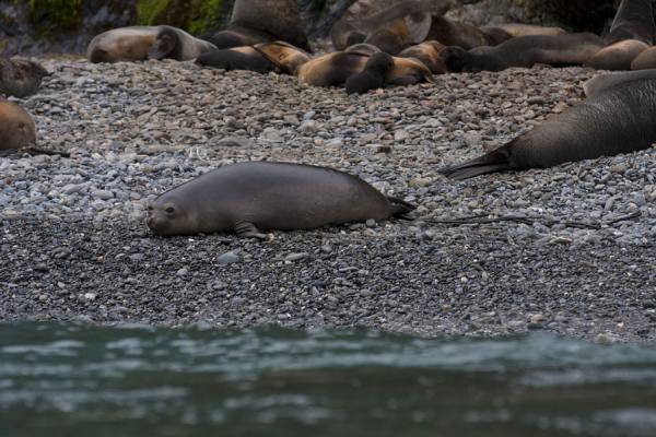 Picture of Esenhul (South Georgia and South Sandwich Islands): Seals on beach of Esenhul