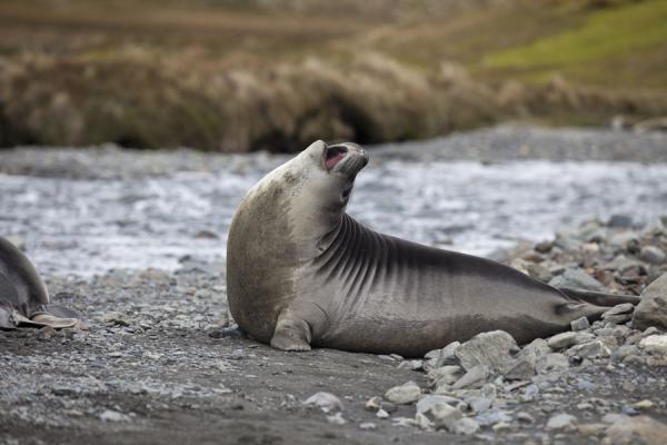 Young seal in the river bed near Stromness | Fortuna to Stromness hike | South Georgia and South Sandwich Islands