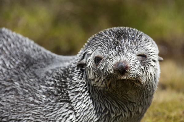 Foto di Close-up of seal pupCamminate de Fortuna a Stromness - Georgia del Sud e isole Sandwich meridionali