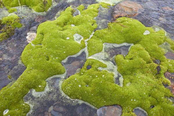 Photo de Water on mosses near Stromness - Géorgie du Sud-et-les îles Sandwich du Sud - Antarctique