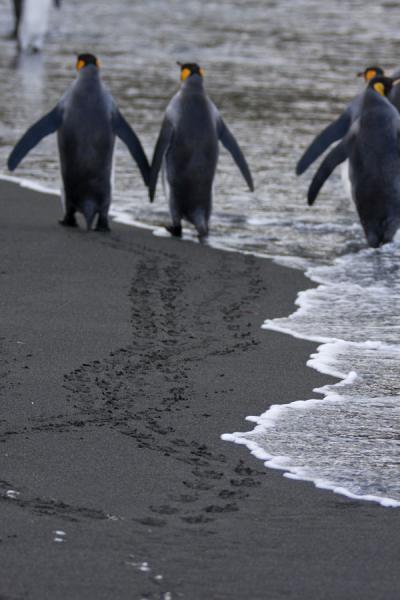 Foto de King penguins walking through the surf at Gold HarbourGold Harbour - Islas Georgias del Sur y Sandwich del Sur