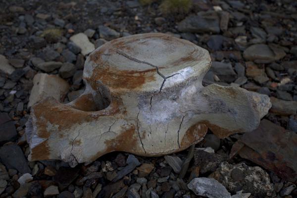 Picture of Grytviken (South Georgia and South Sandwich Islands): Remains of a whale, testimony of the history of Grytviken