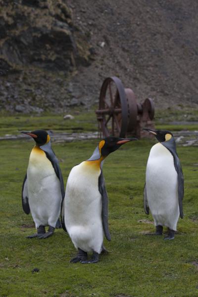 Photo de King penguins on the green grass of Ocean HarbourOcean Harbour - Géorgie du Sud-et-les îles Sandwich du Sud