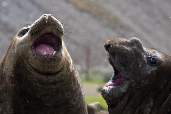 Picture of Ocean Harbour (South Georgia and South Sandwich Islands): Yelling elephant seals at Ocean Harbour