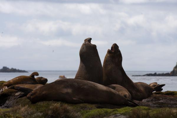 Picture of Ocean Harbour (South Georgia and South Sandwich Islands): Stand-off between two elephant seals at Ocean Harbour