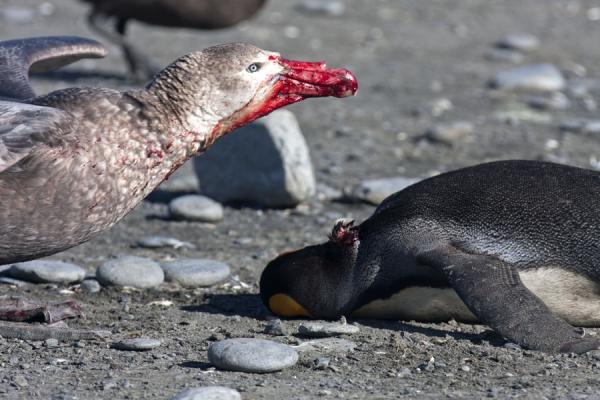 Giant petrel feeding on a King penguin | Saint Andrews Bay | South Georgia and South Sandwich Islands