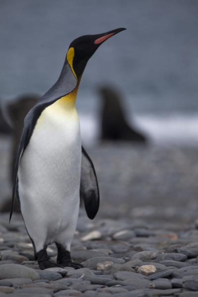 King penguin on the stony shore of Salisbury Plain | Salisbury Plain | South Georgia and South Sandwich Islands
