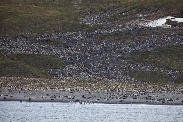 Picture of King penguin colony at Salisbury Plain