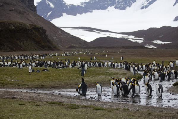 Picture of King penguins and glacier at Salisbury Plain
