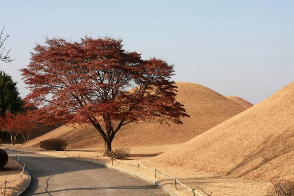 Picture of Tumuli and tree in Gyeongju