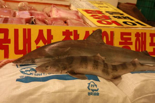 Picture of Noryangjin Fish Market (South Korea): Small sharks for sale in Noryangjin fish market